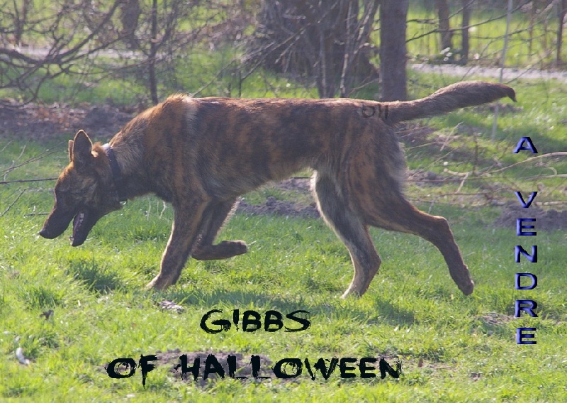 Gibbs of Halloween