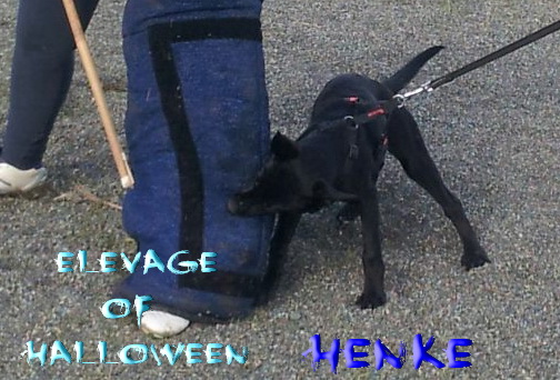 Henke of Halloween