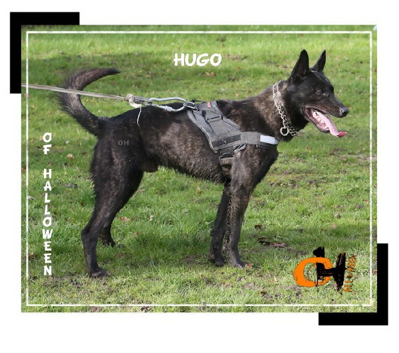 Hugo of Halloween