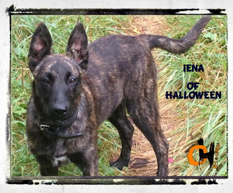 Iena of Halloween
