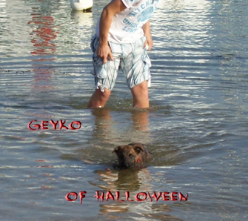Geyko of Halloween