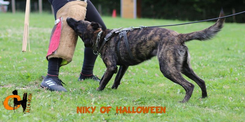 Niky of Halloween