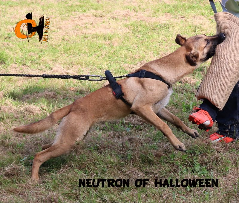 Neutron of Halloween