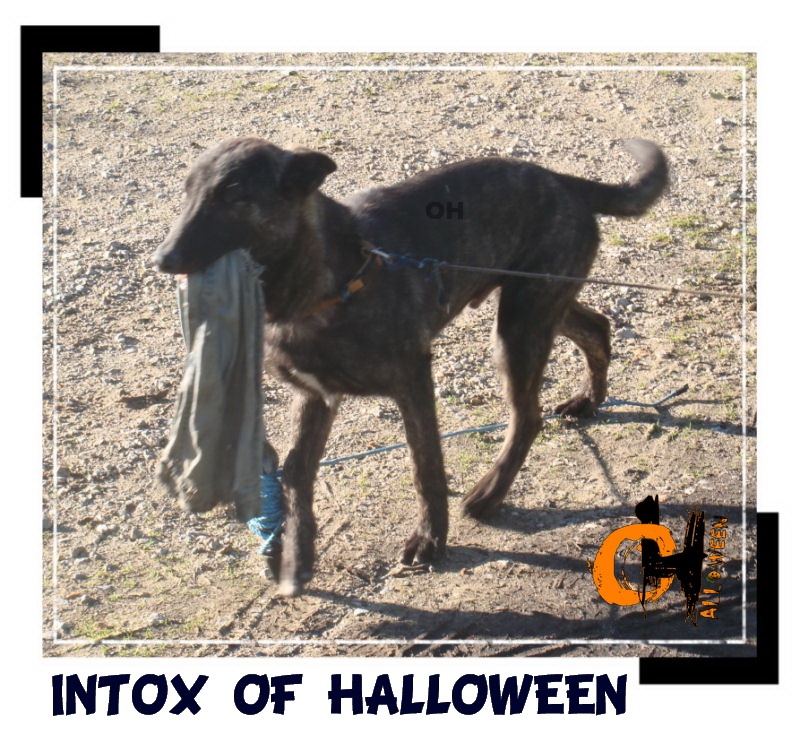 Intox of Halloween