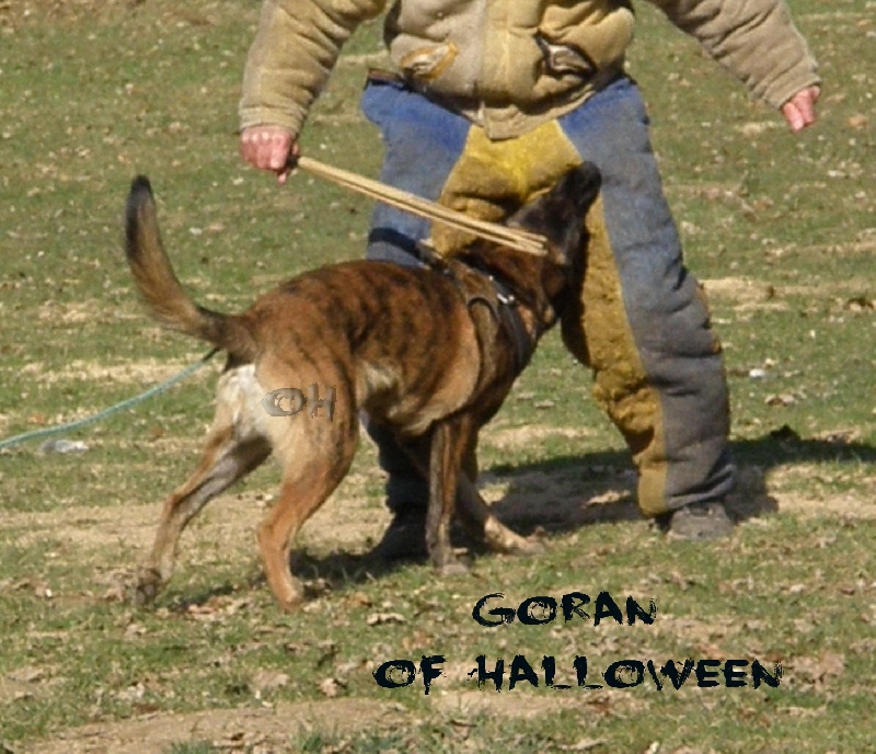 Goran of Halloween