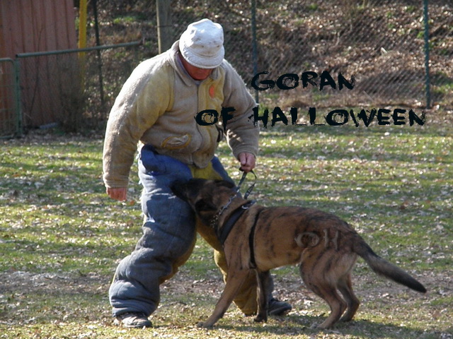 Goran of Halloween