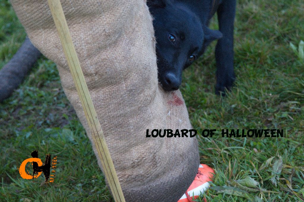 Loubard of Halloween