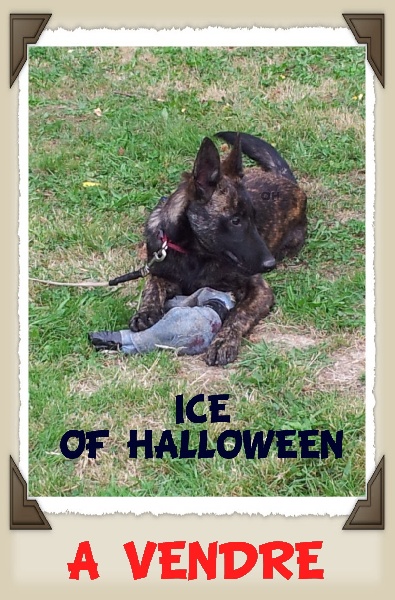 Ice of Halloween