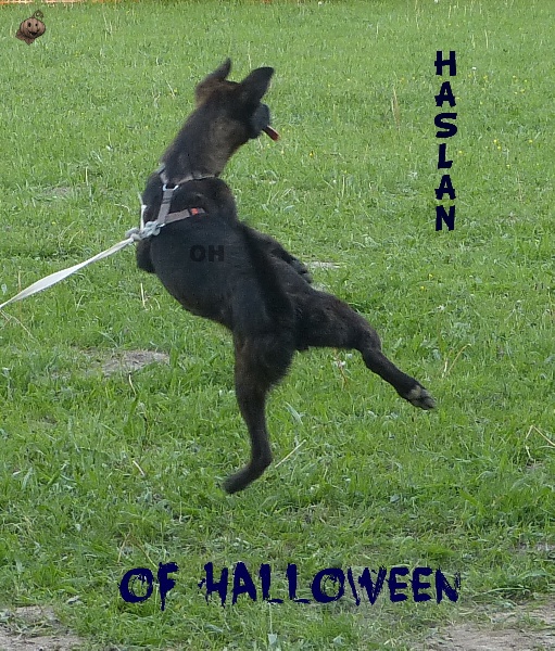 Haslan of Halloween