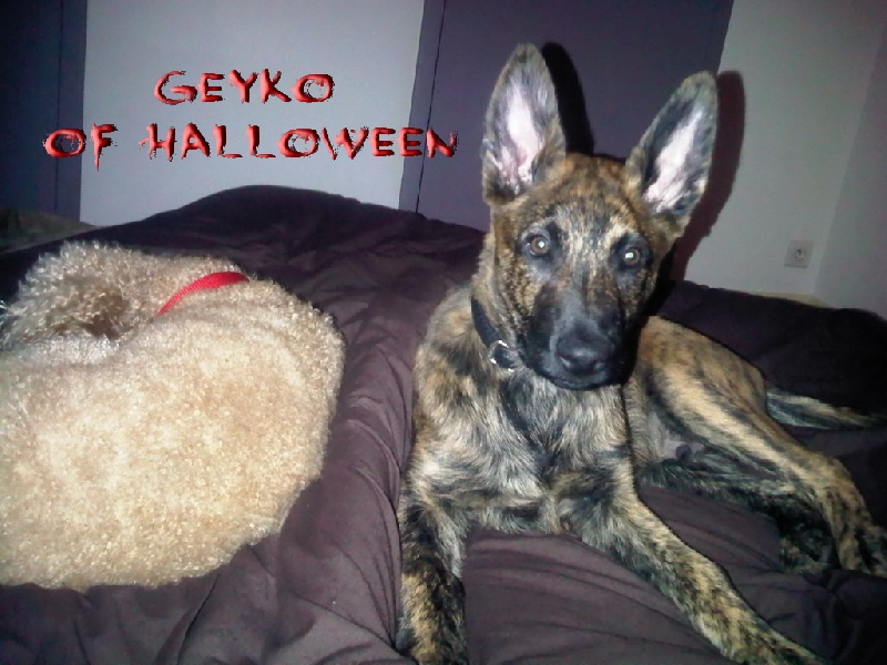 Geyko of Halloween