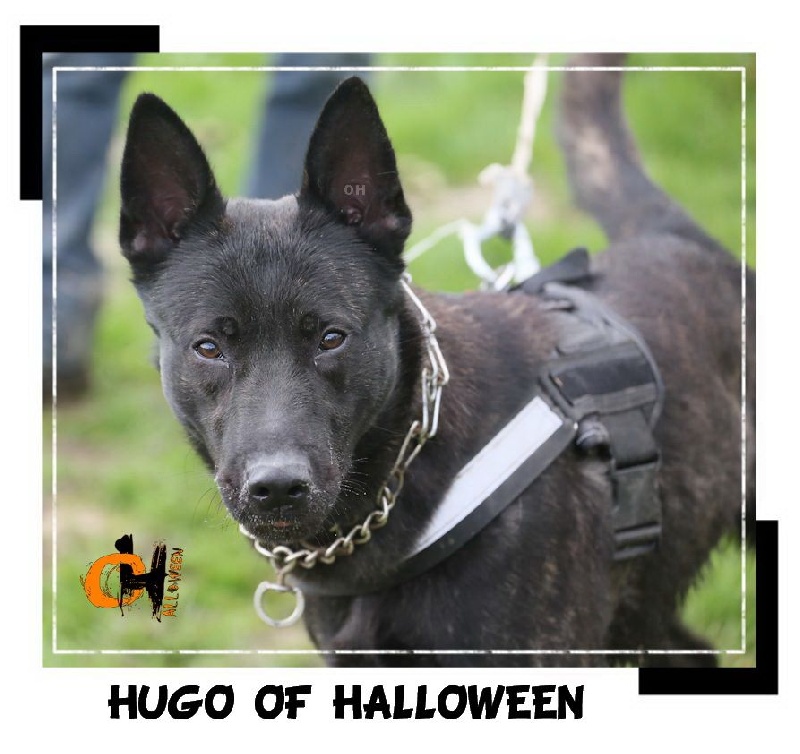 Hugo of Halloween