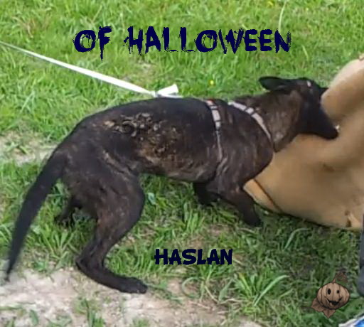 Haslan of Halloween