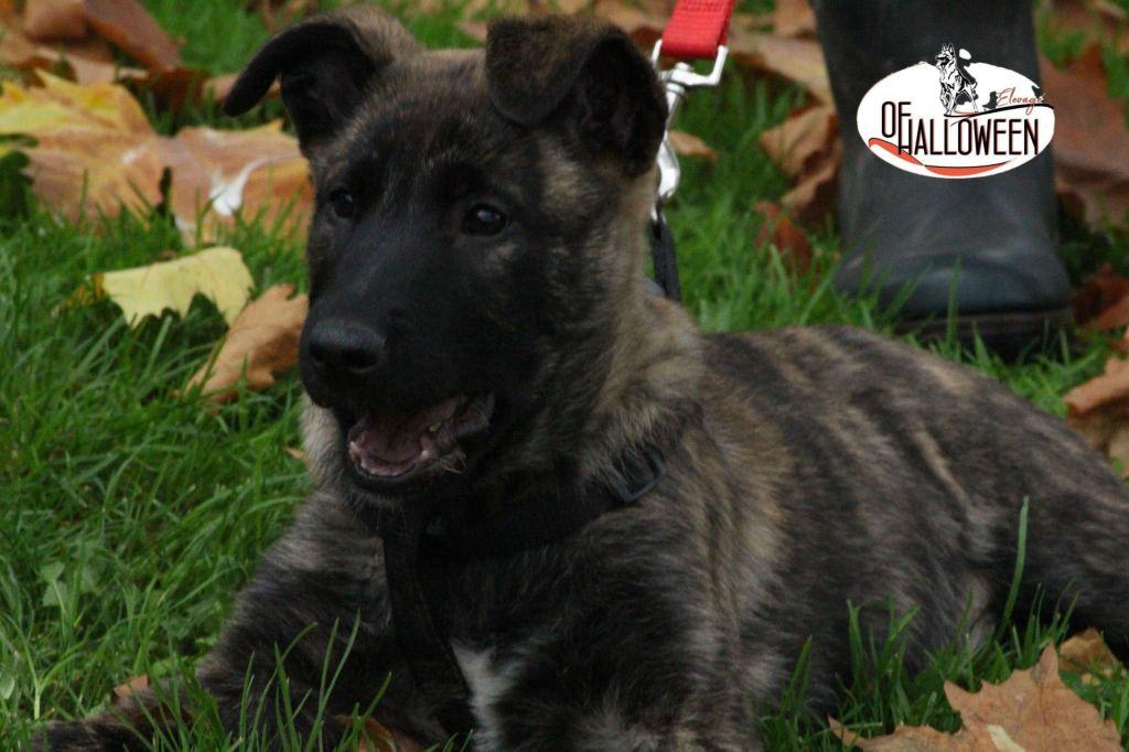 of Halloween - Chiot disponible  - Berger hollandais